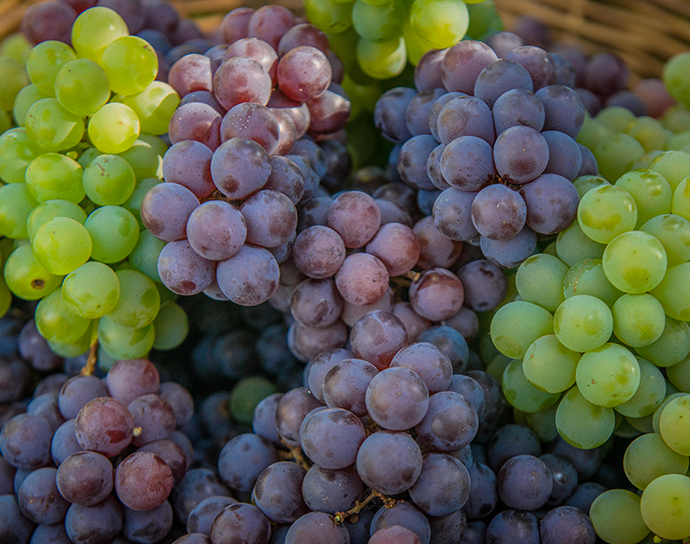 Explore a diversidade das uvas e descubra como complementar suas receitas com essa fruta deliciosa